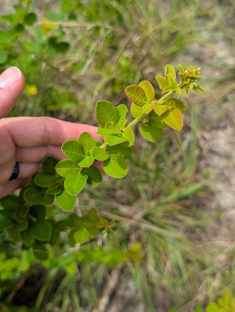hairy bush clover
