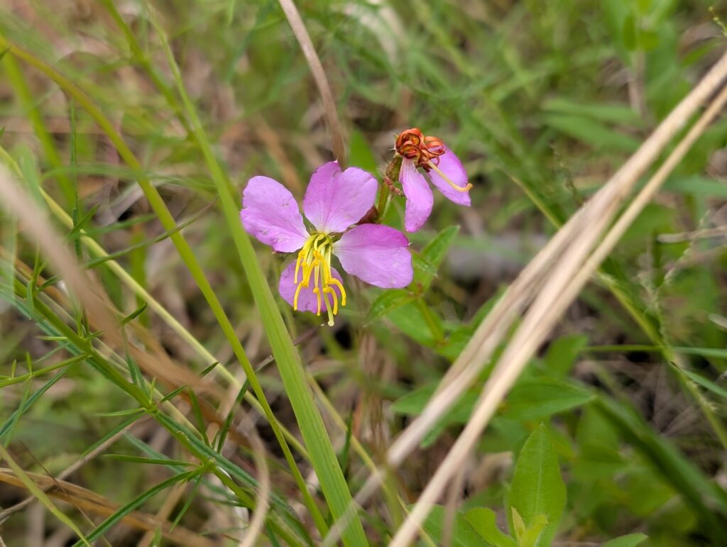 meadow beauty