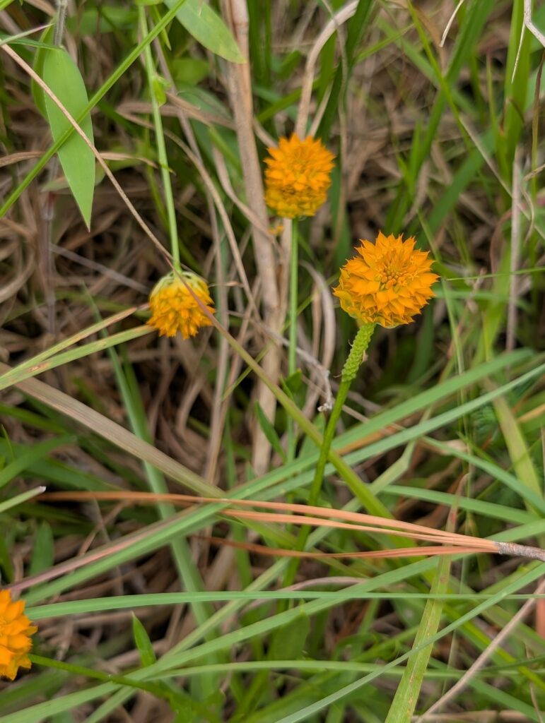 orange milkwort