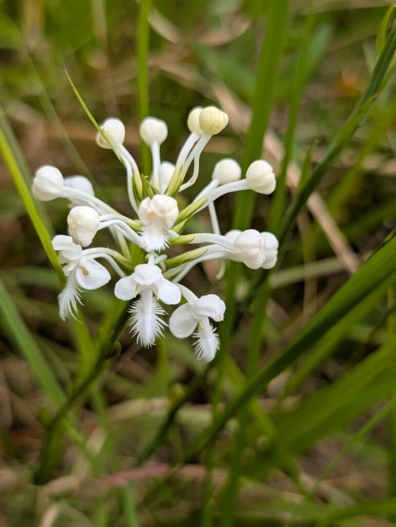 white fringed orchid